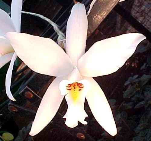 Laelia anceps alba
